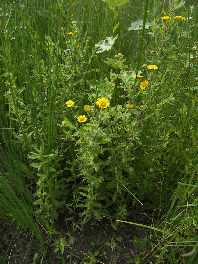 Image of Pulicaria dysenterica specimen.