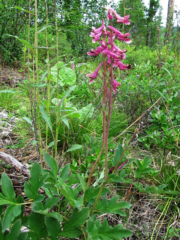 Image of Corydalis paeoniifolia specimen.