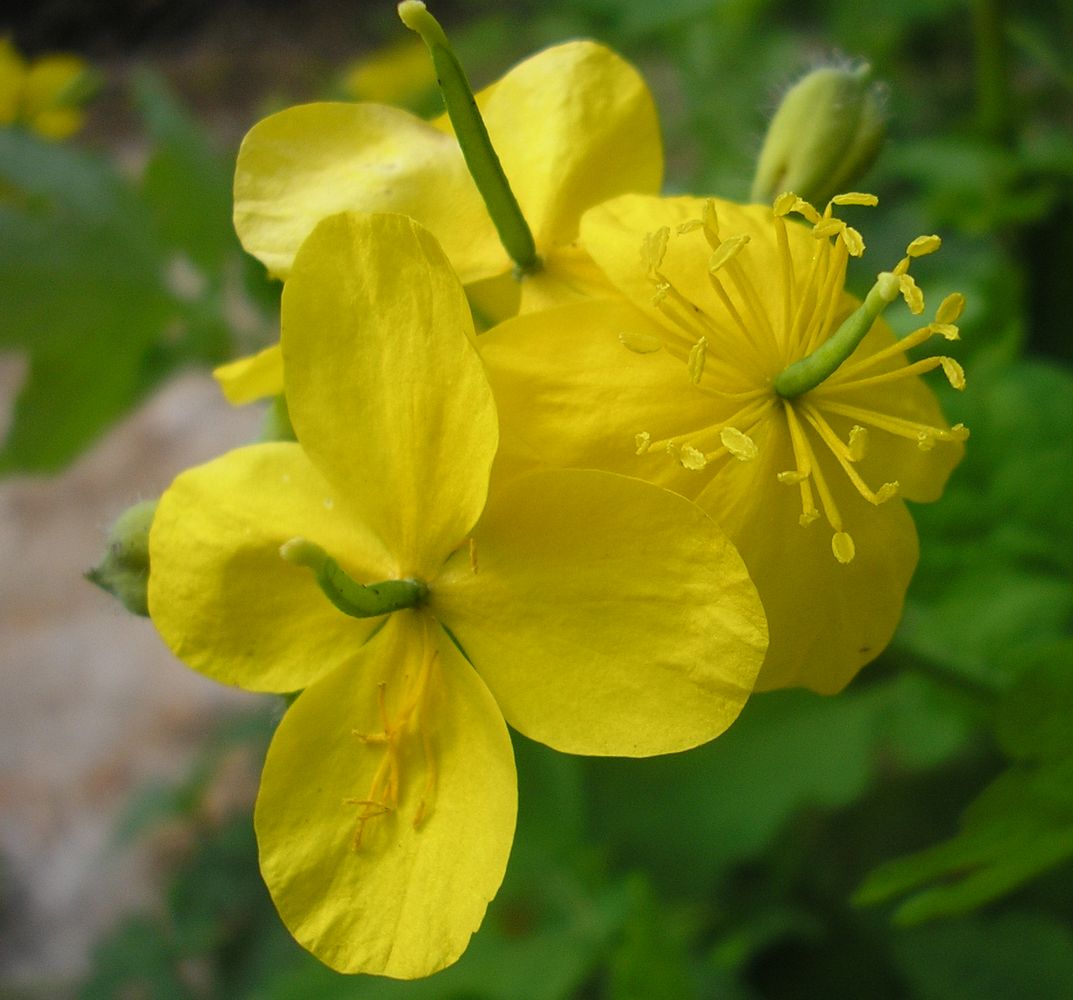 Изображение особи Chelidonium majus.