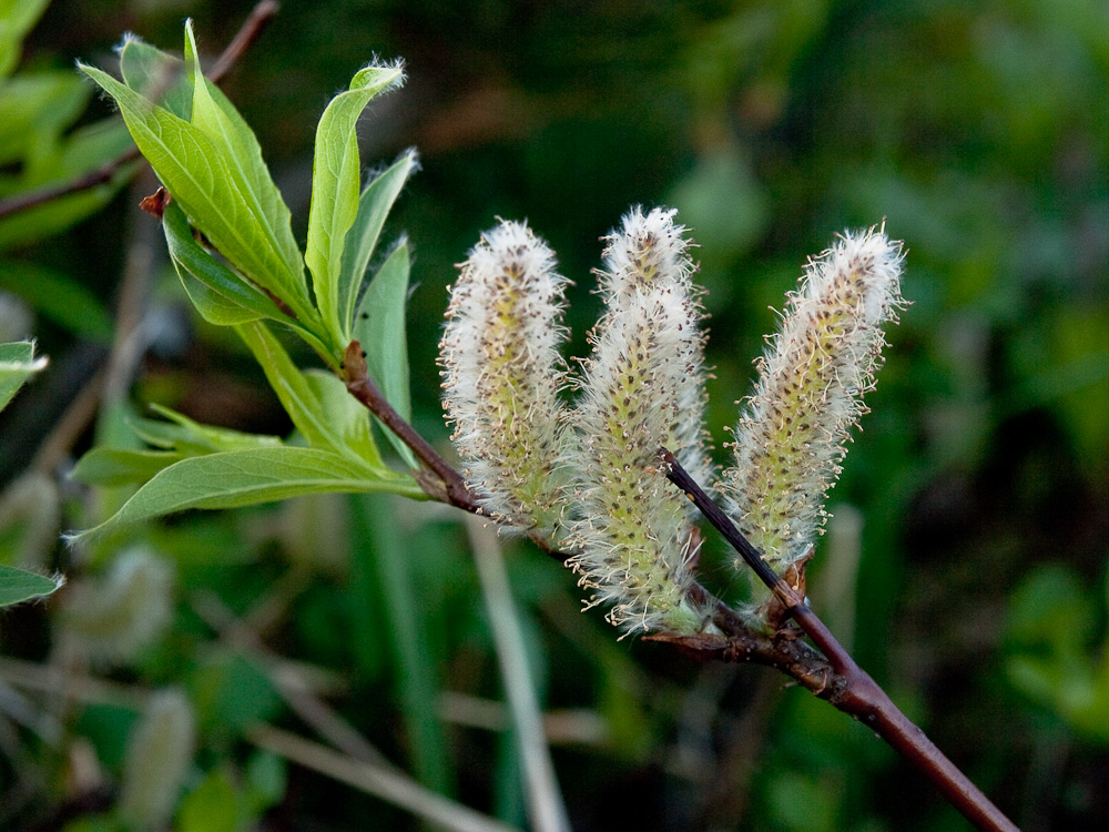 Изображение особи Salix pulchra.