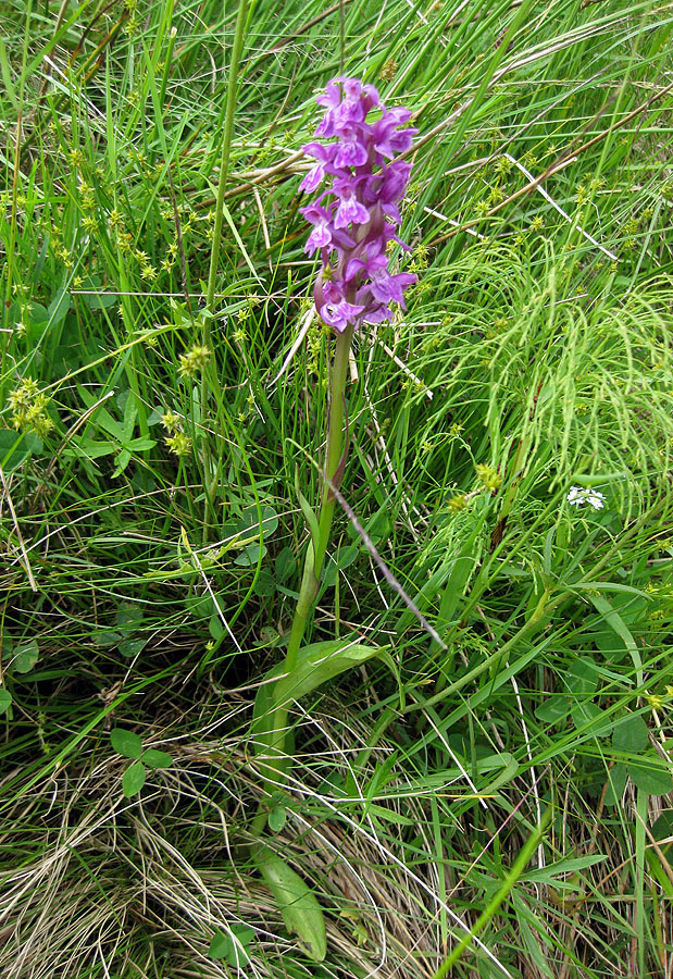 Image of Dactylorhiza majalis specimen.