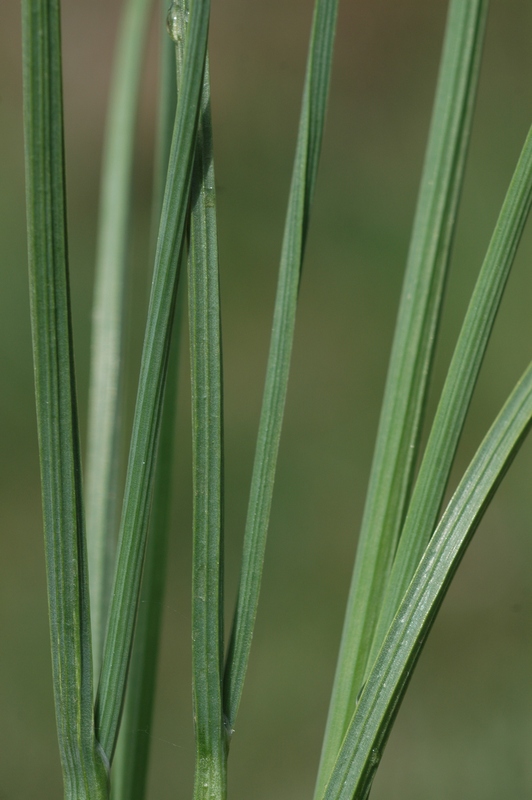 Image of Allium ivasczenkoae specimen.