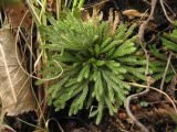 Selaginella tamariscina. Растение на скальной породе. Приморский край, г. Находка. 27.05.2012.