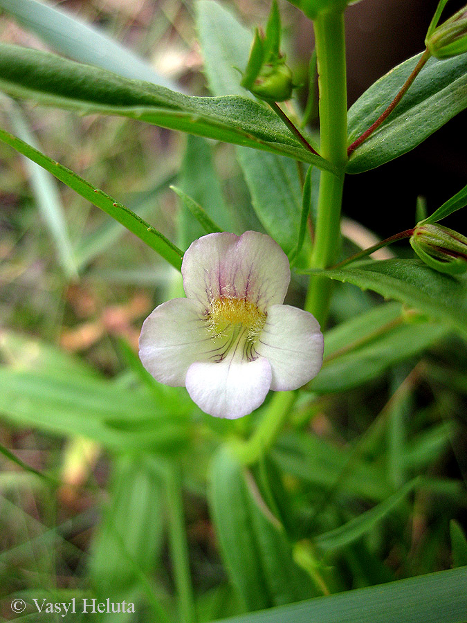 Изображение особи Gratiola officinalis.