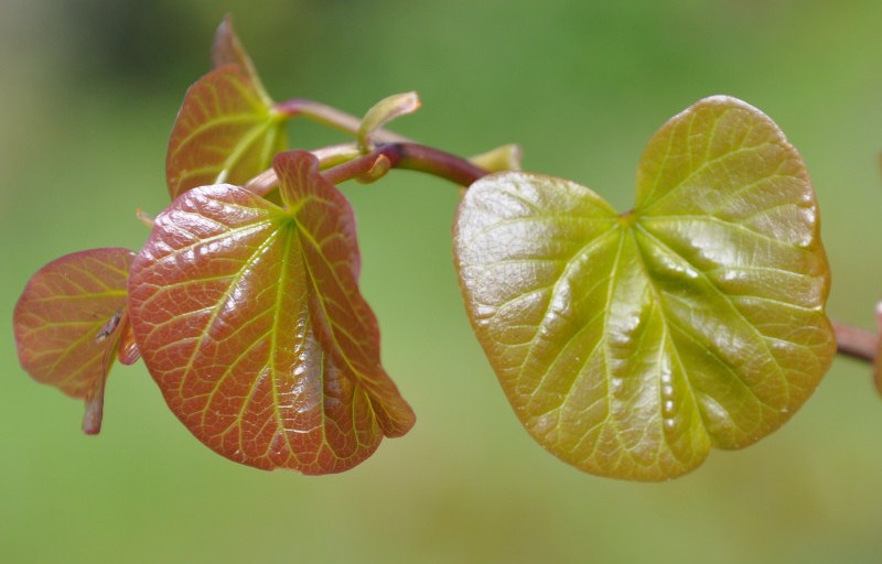 Image of Cercis siliquastrum specimen.