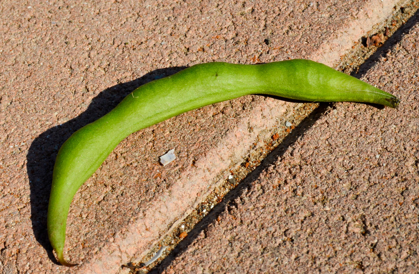 Image of Erythrina crista-galli specimen.
