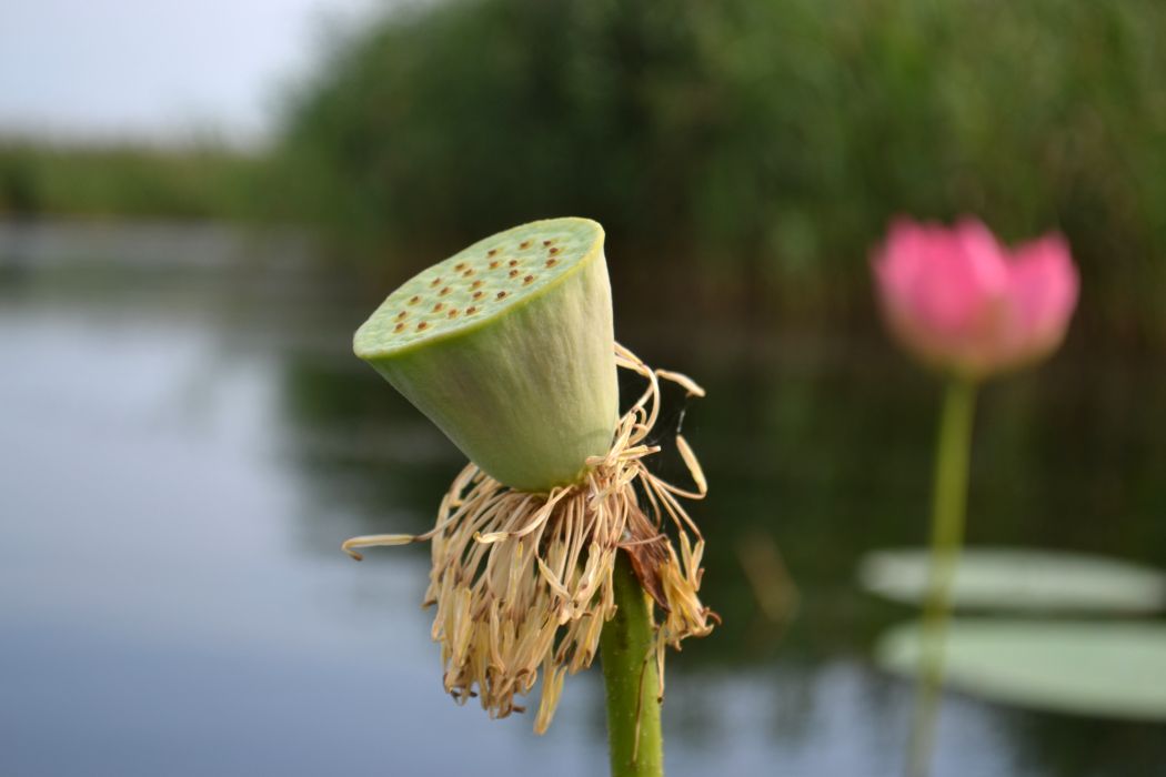 Image of Nelumbo caspica specimen.