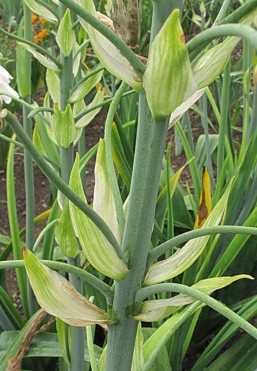 Image of Galtonia candicans specimen.