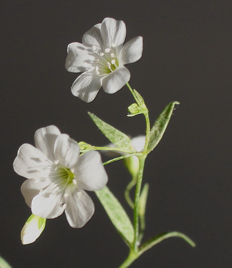 Image of Gypsophila elegans specimen.