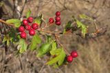 Crataegus monogyna