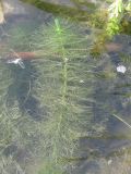 Myriophyllum verticillatum