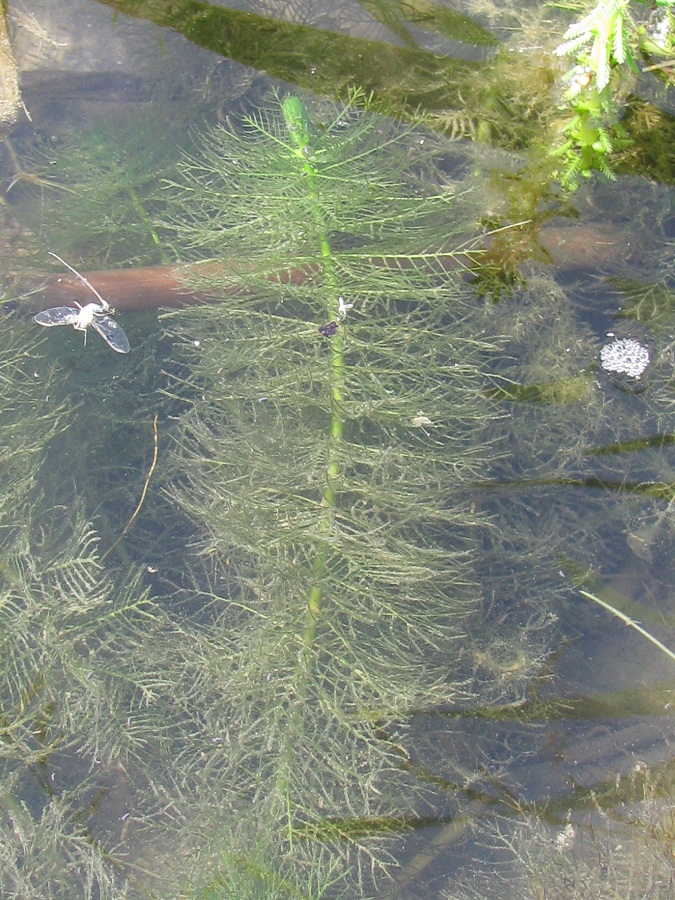 Image of Myriophyllum verticillatum specimen.