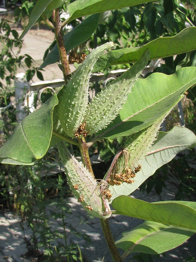 Изображение особи Asclepias syriaca.