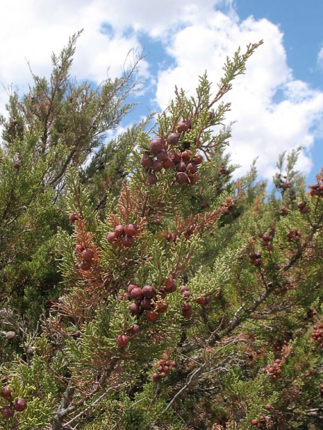 Изображение особи Juniperus phoenicea.