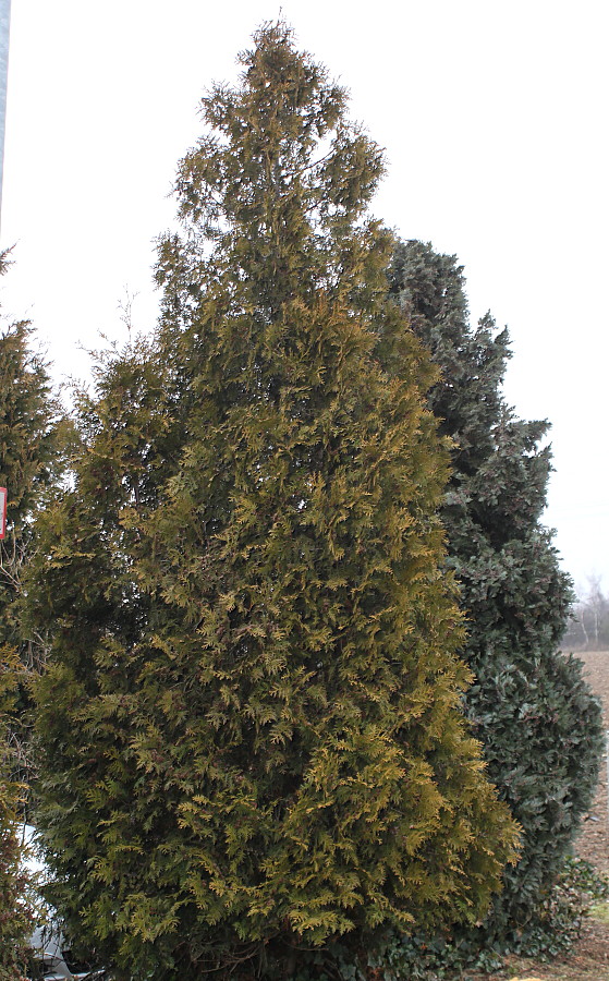 Image of Thuja occidentalis specimen.