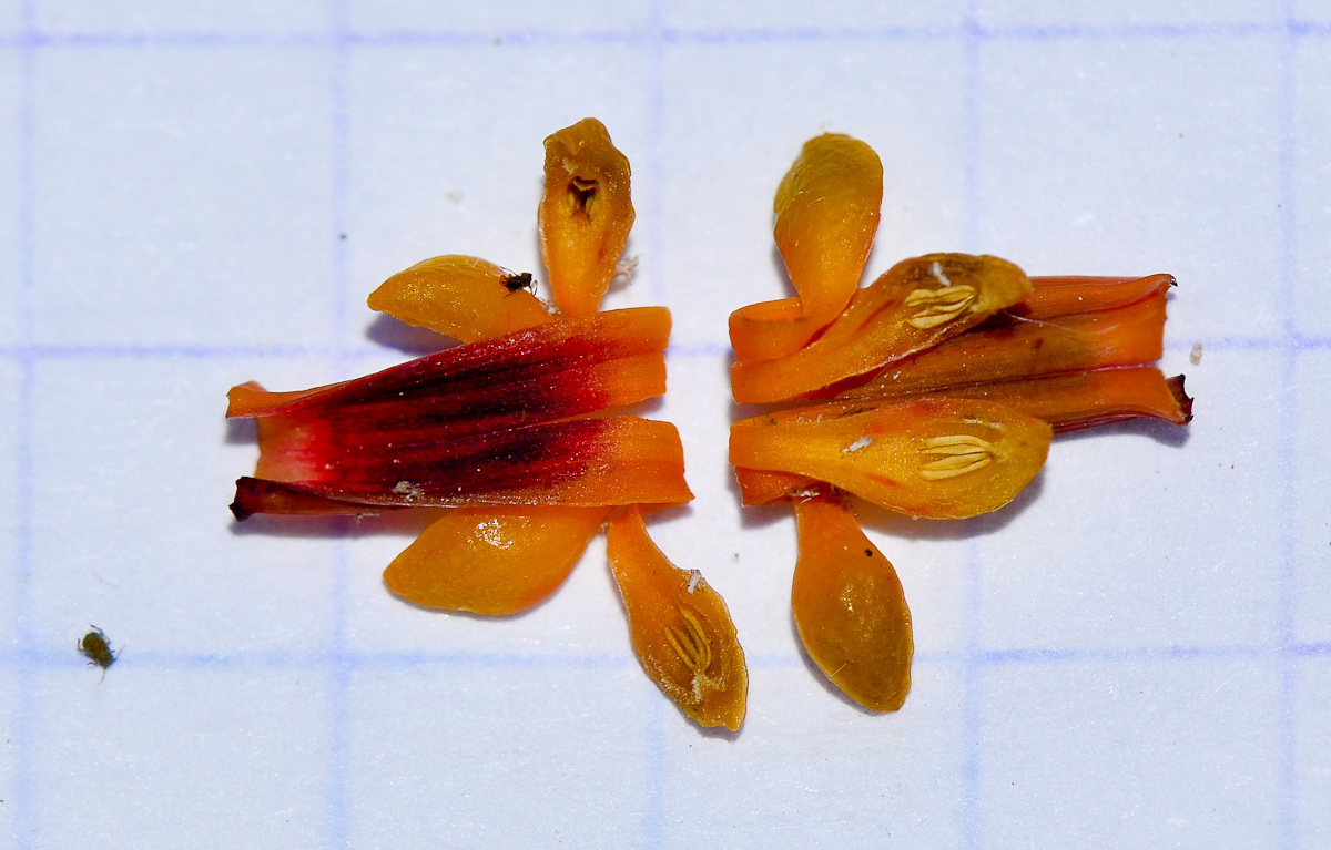 Image of Grevillea robusta specimen.