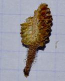 Casuarina equisetifolia. Часть разрезанного зрелого соплодия. Израиль, Шарон, г. Герцлия, в культуре. 28.05.2013.