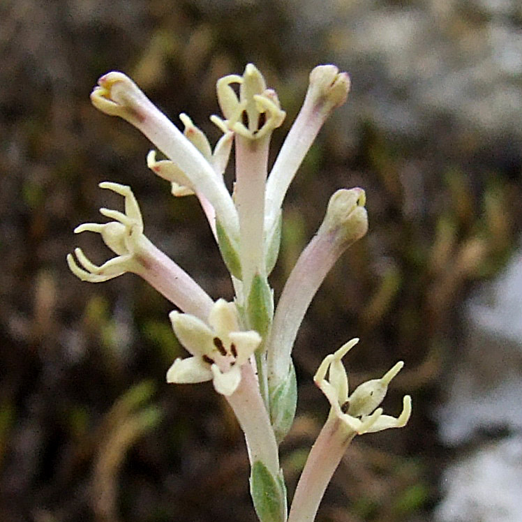 Изображение особи Crucianella gilanica.