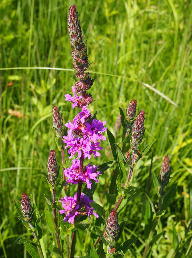 Image of Lythrum salicaria specimen.