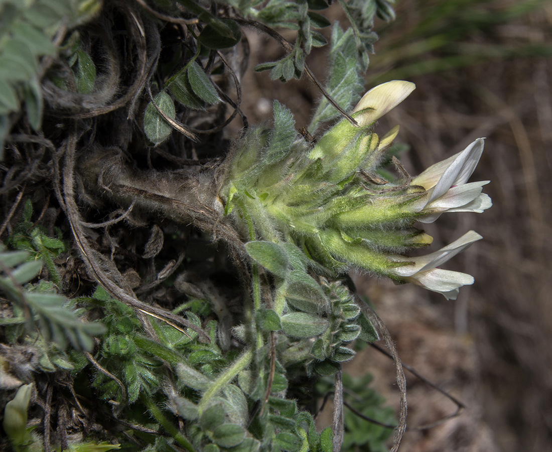 Image of Astragalus testiculatus specimen.