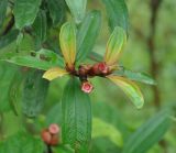 Melastoma malabathricum. Верхушка побега с плодами. Таиланд, национальный парк Си Пханг-нга. 19.06.2013.