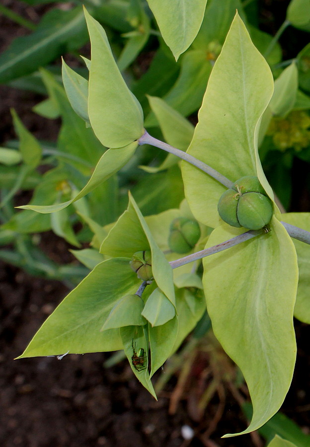 Изображение особи Euphorbia lathyris.