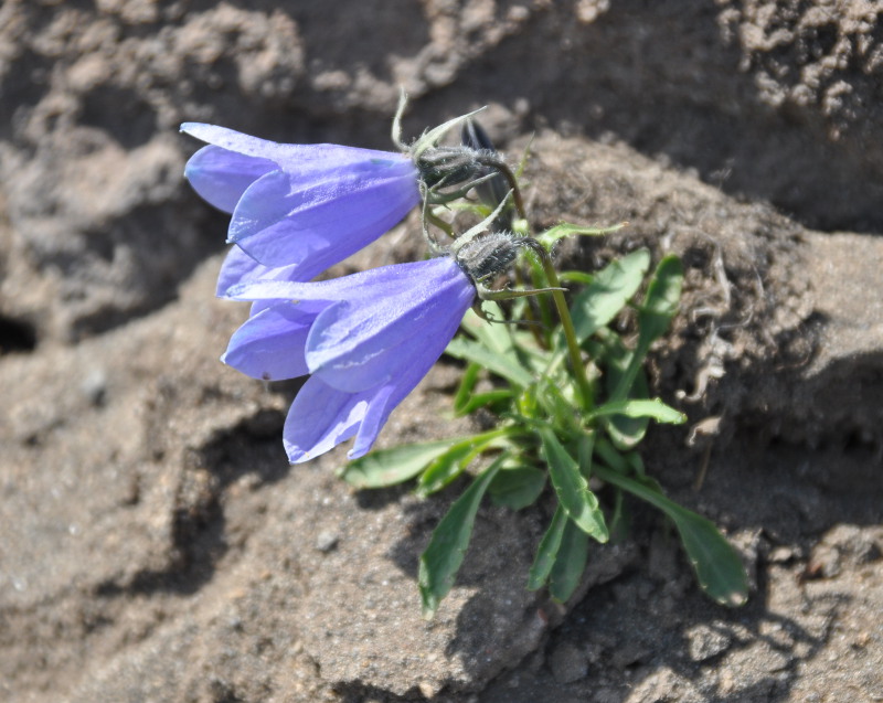 Image of Campanula lasiocarpa specimen.