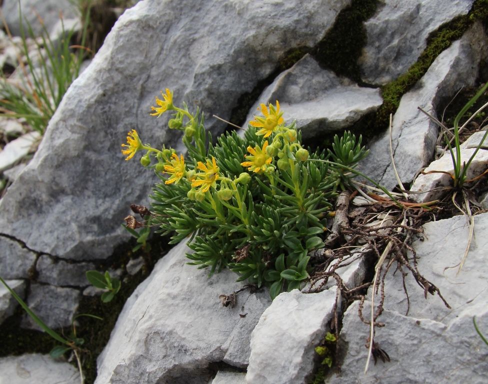 Image of Saxifraga aizoides specimen.