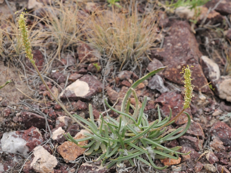 Image of Plantago salsa specimen.