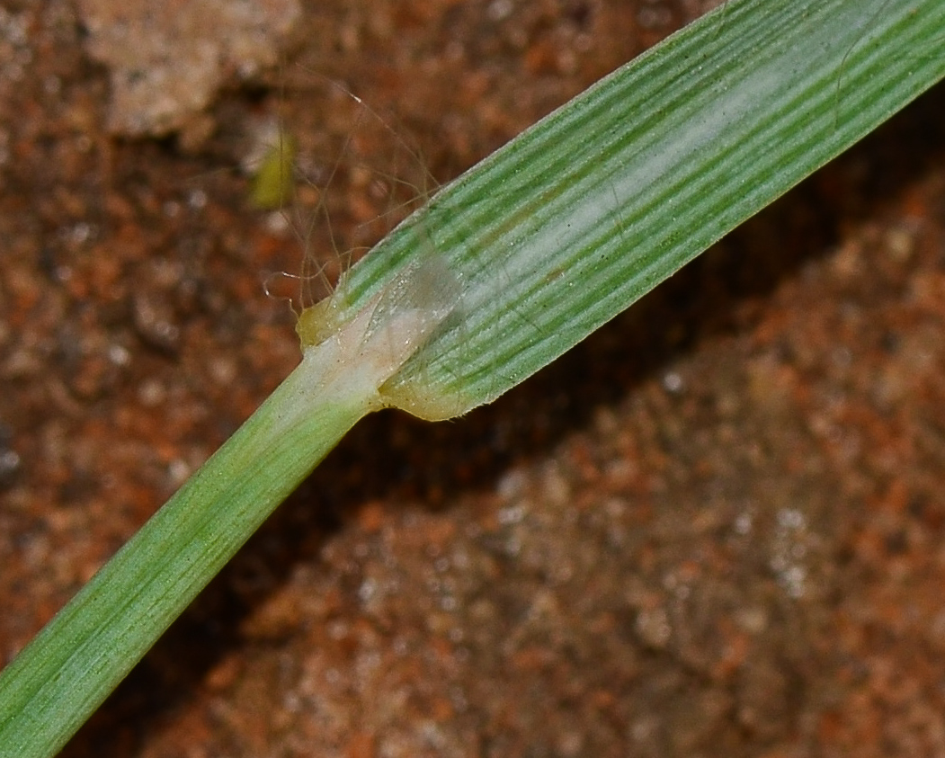 Image of Hyparrhenia hirta specimen.