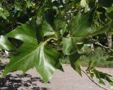 Platanus orientalis