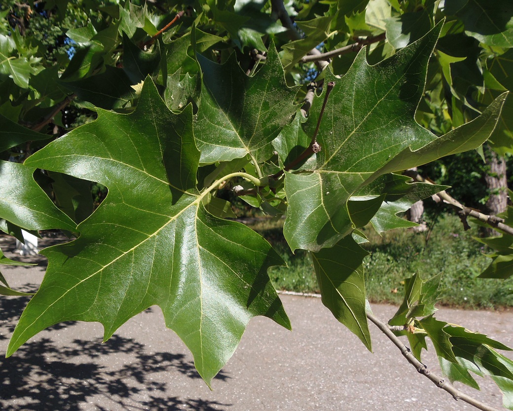 Изображение особи Platanus orientalis.