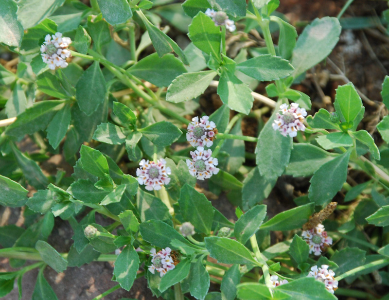 Image of Lippia nodiflora specimen.