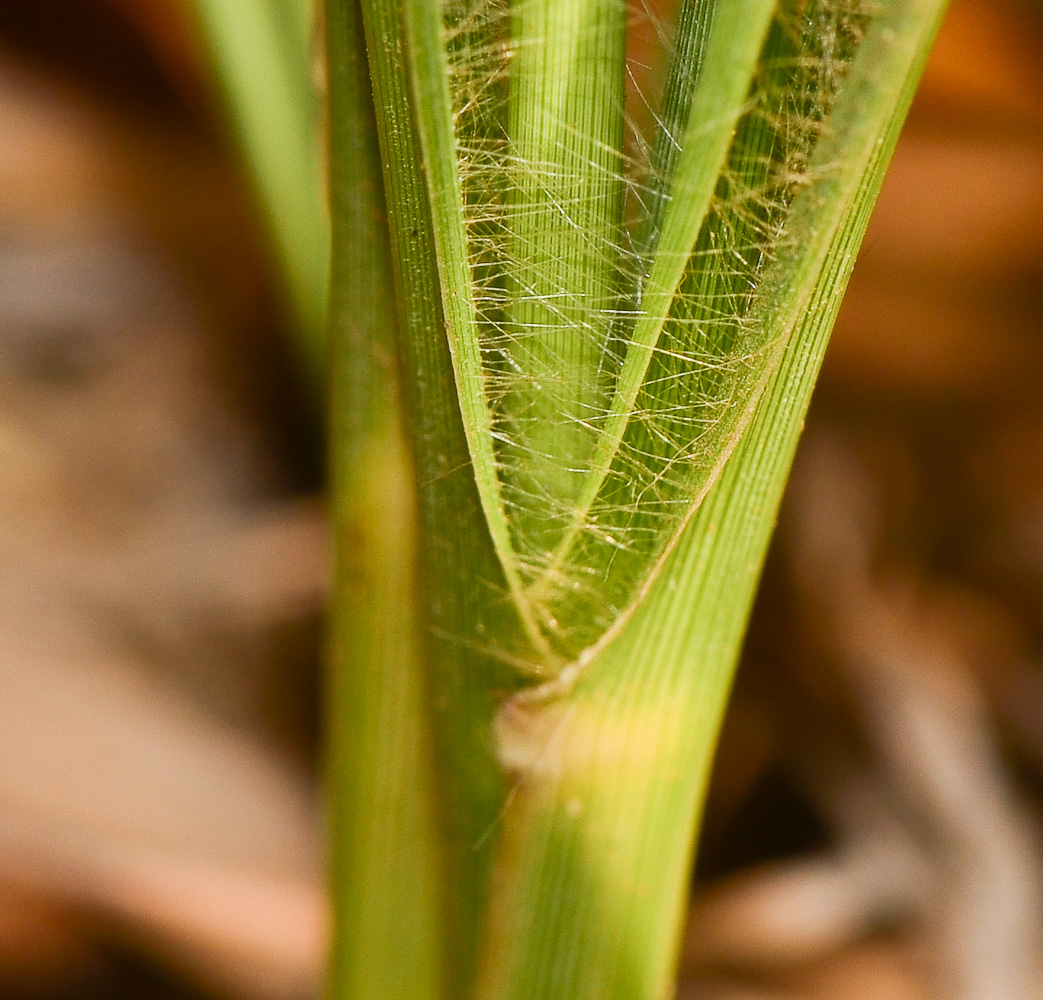 Image of Eragrostis bipinnata specimen.