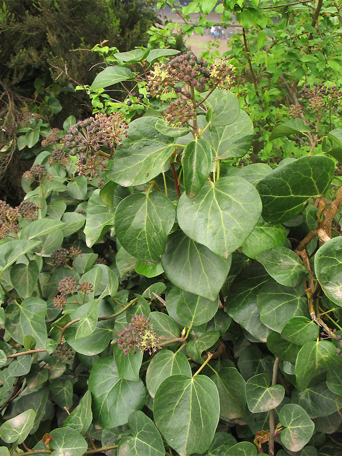 Изображение особи Hedera canariensis.