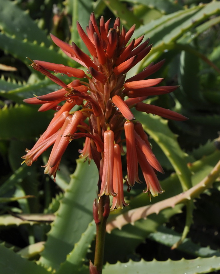 Image of Aloe arborescens specimen.