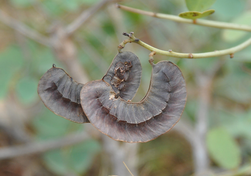 Image of Senna italica specimen.