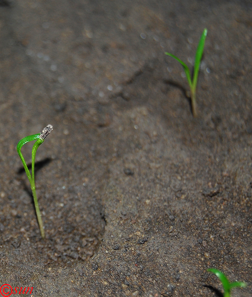 Image of Crithmum maritimum specimen.