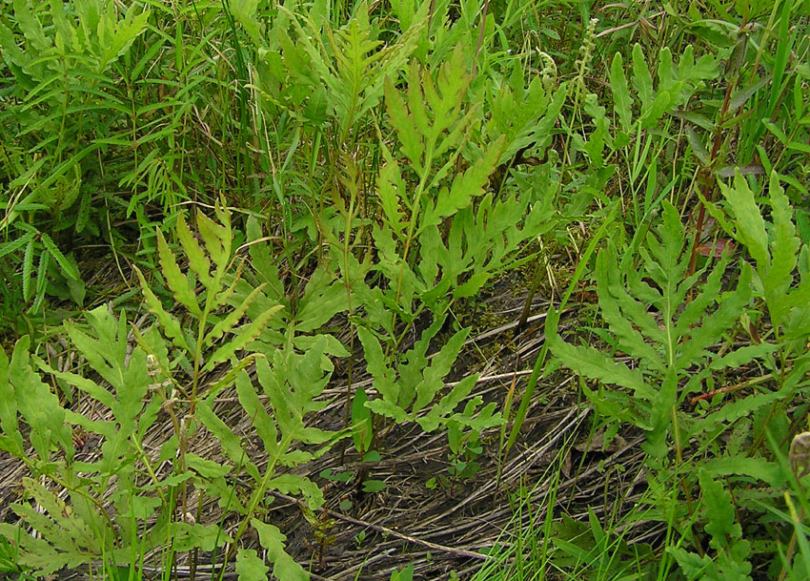 Image of Onoclea sensibilis specimen.