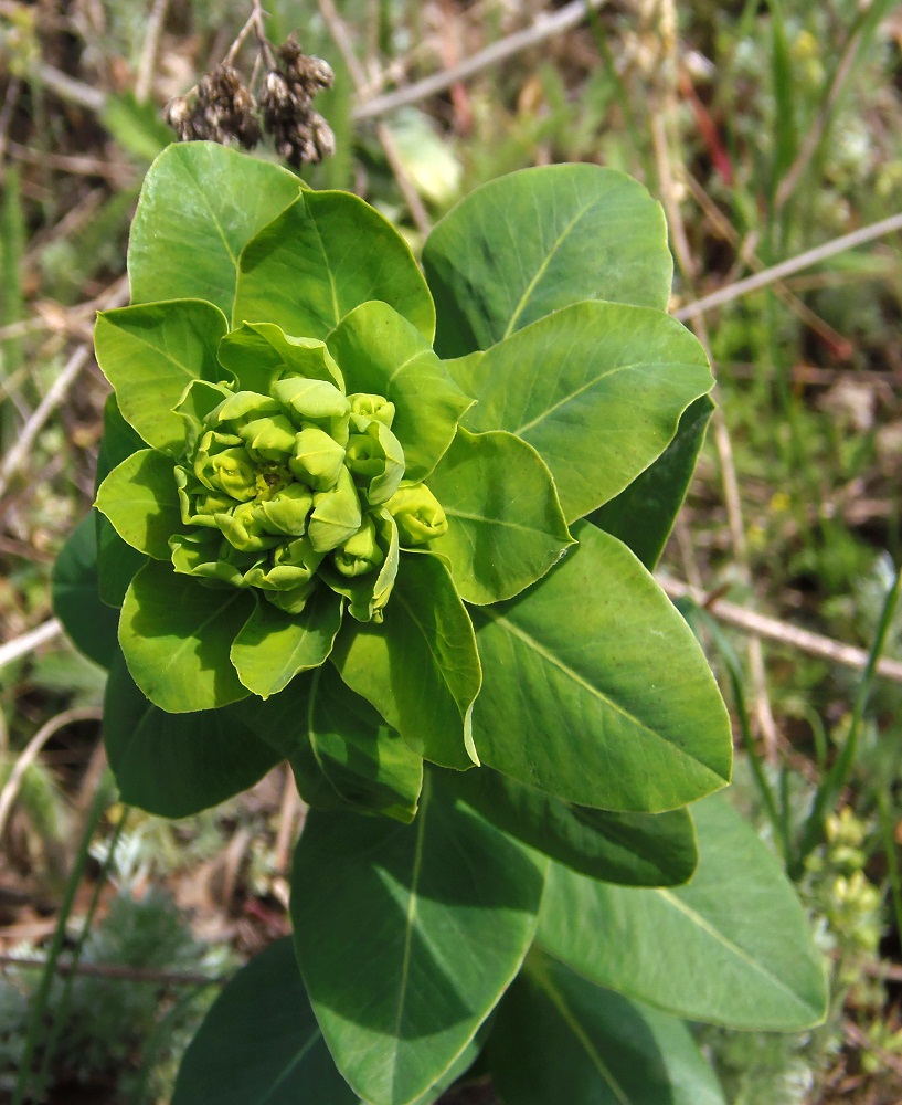 Image of Euphorbia agraria specimen.