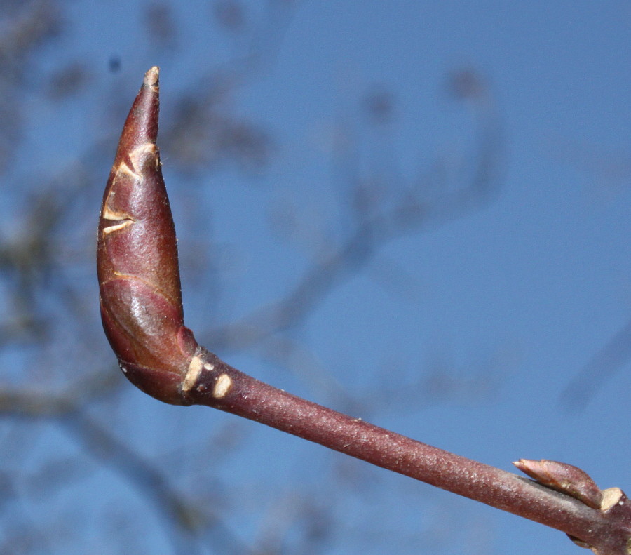 Изображение особи Euonymus sanguineus.