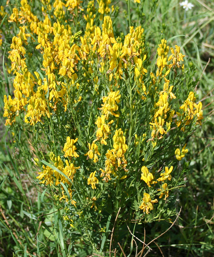 Image of Genista tinctoria specimen.