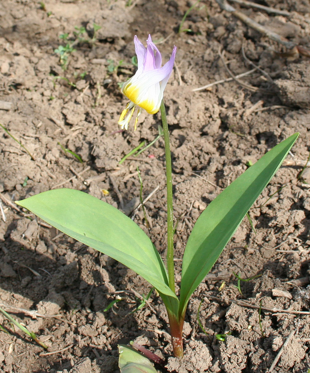 Изображение особи Erythronium sibiricum.