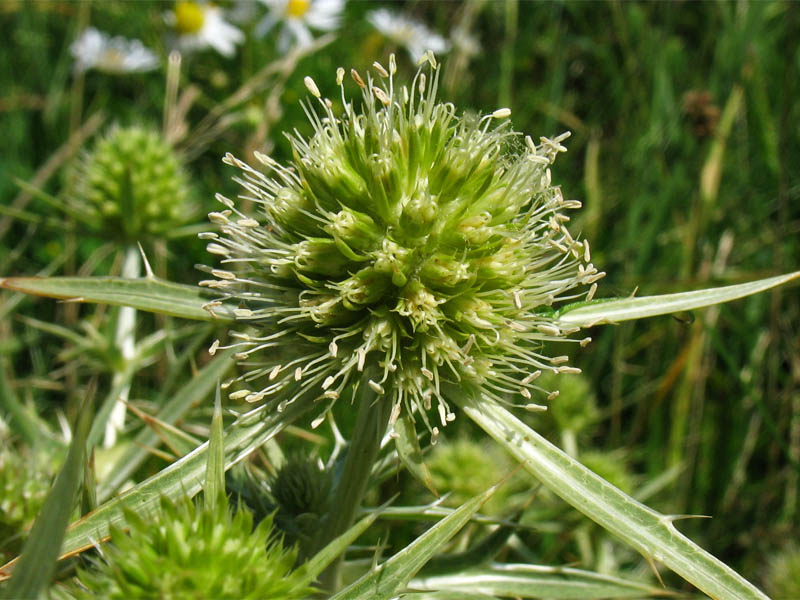 Изображение особи Eryngium campestre.