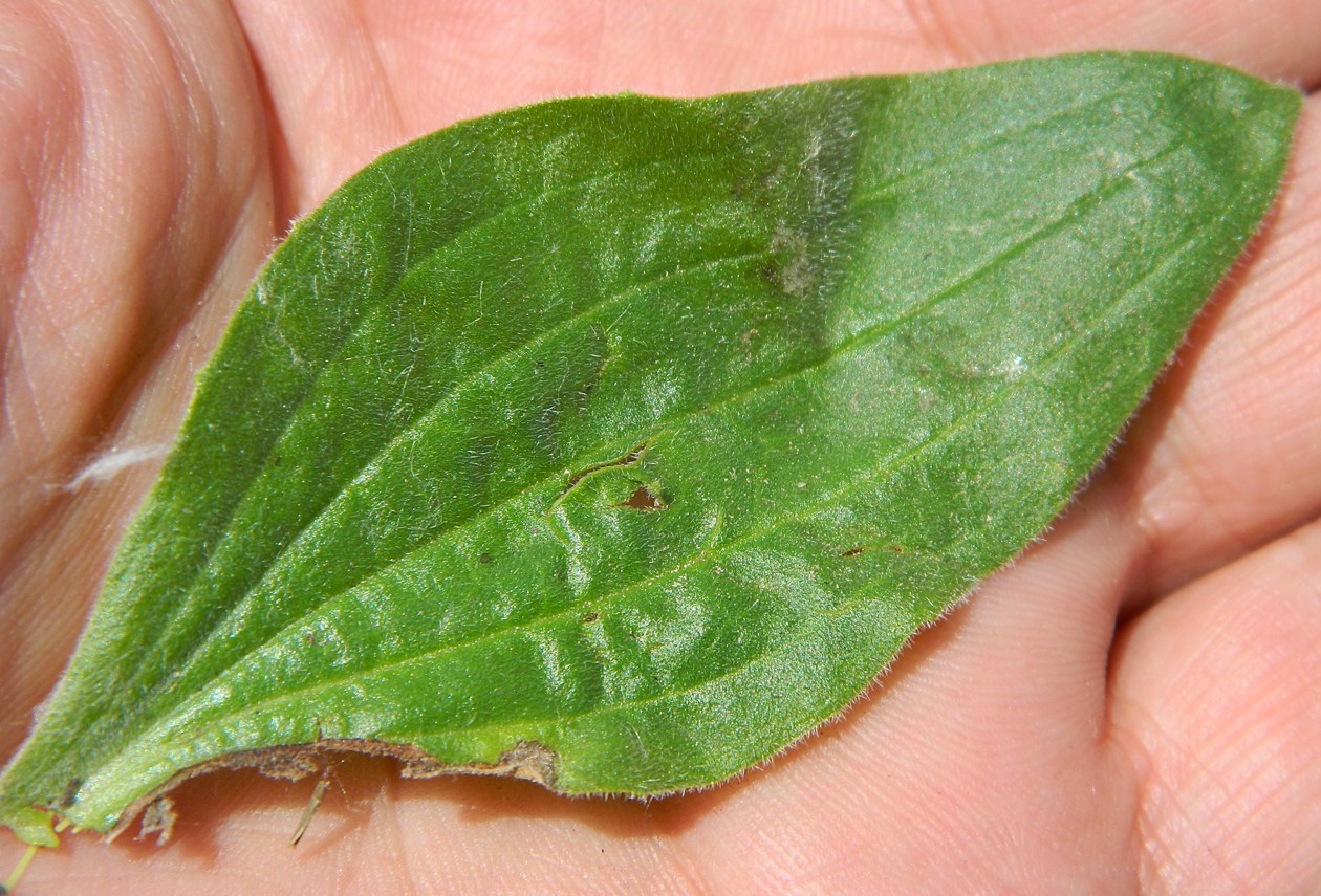 Image of Plantago media specimen.