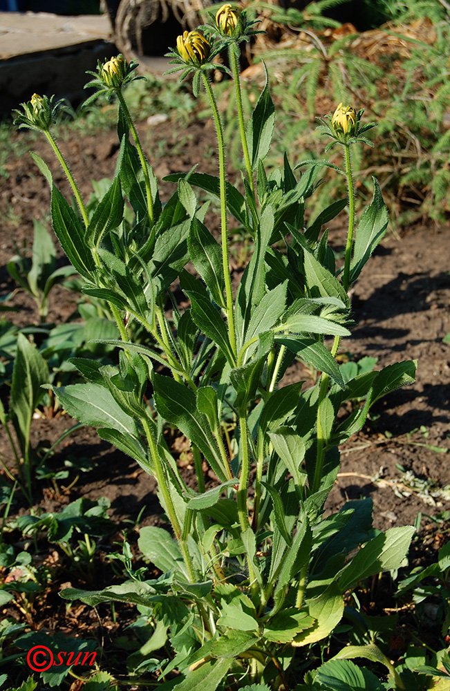 Изображение особи Rudbeckia hirta.