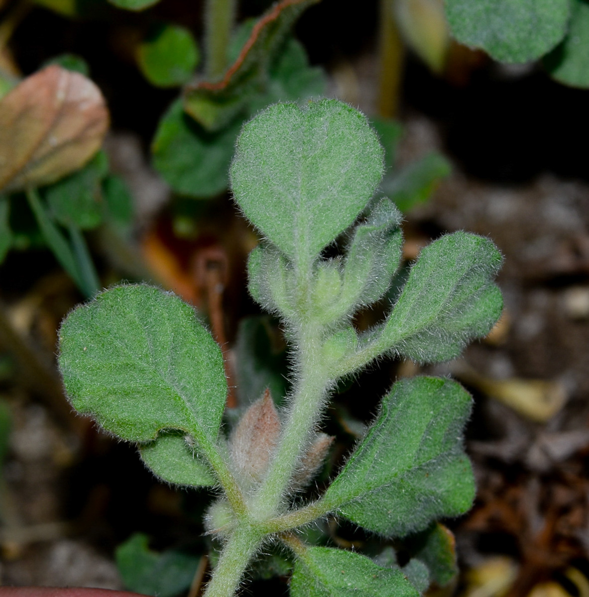 Image of Glinus lotoides specimen.