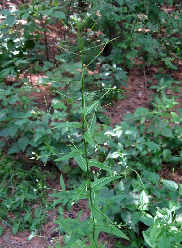 Изображение особи Arabis pendula.