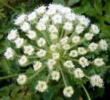 Смотреть изображение Laserpitium hispidum