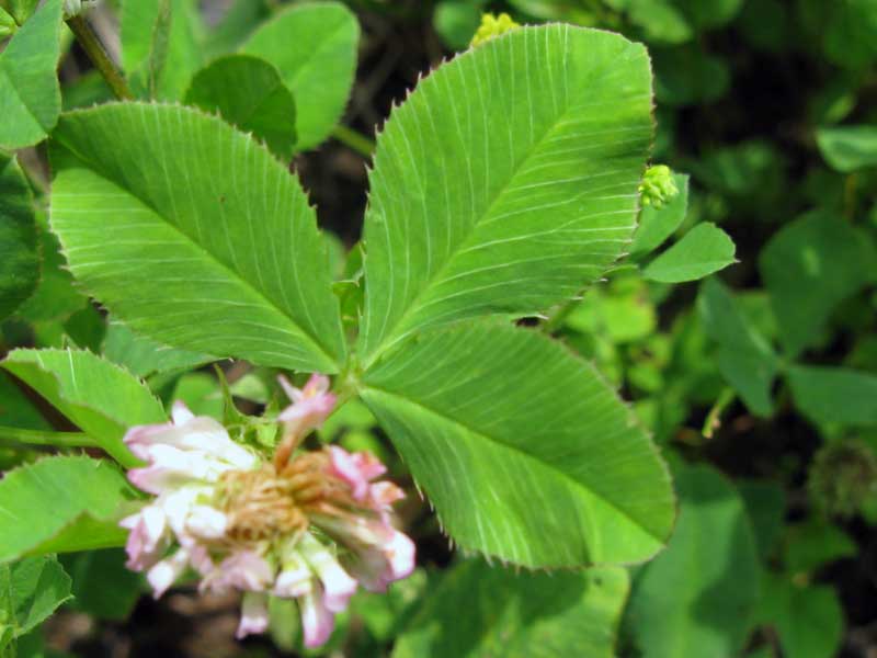 Изображение особи Trifolium hybridum.